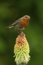 European robin (Erithacus rubecula) adult garden bird on a Red hot poker flower in summer, England,