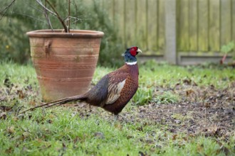 Common pheasant (Phasianus colchicus) adult male game bird in a garden, England, United Kingdom