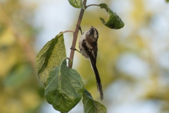 Long tailed tit (Aegithalos caudatus) adult garden bird searching for insects on a fruit tree in