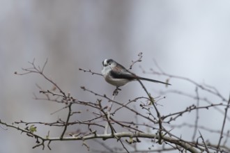 Long tailed tit (Aegithalos caudatus) adult garden bird on a tree branch in winter, England, United