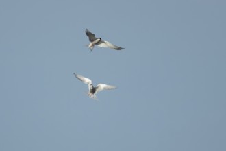 Common tern (Sterna hirundo) two adult birds in flight in summer, England, United Kingdom