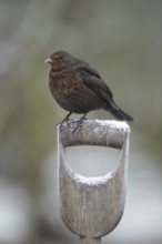 European blackbird (Turdus merula) adult female garden bird on a frost covered fork handle in