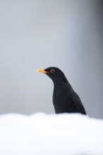 Eurasian blackbird (Turdus merula) adult male garden bird on snow in winter, England, United