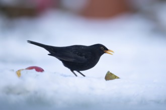 Eurasian blackbird (Turdus merula) adult male garden bird feeding on fruit on a snow covered grass