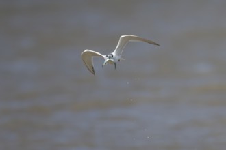 Sandwich tern (Thalasseus sandvicensis) adult bird in flight with a fish in its beak in summer,
