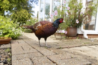 Common pheasant (Phasianus colchicus) adult male game bird on a garden patio with a house in the