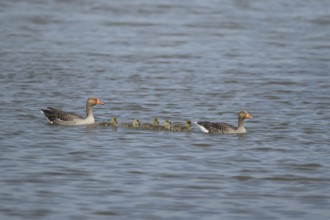 Greylag goose (Anser anser) two adult geese and five juvenile baby gosling birds swimming on a lake