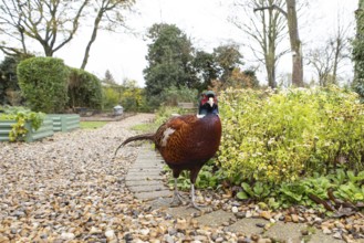 Common pheasant (Phasianus colchicus) adult male game bird on a garden path, England, United