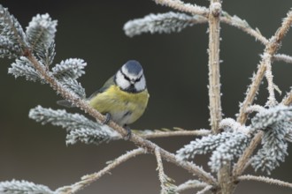 Blue tit (Cyanistes caeruleus) adult garden bird on a frost covered Christmas spruce tree in