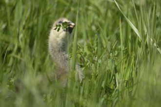 Greylag goose (Anser anser) juvenile baby gosling bird feeding in grassland in summer, England,