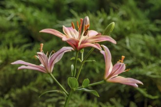 Lily in a garden. Krasnodar. Russia