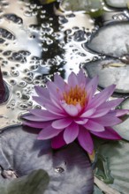 Water lily. Krasnodar. Russia