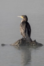 Cormorant angler. Krasnodar. Russia