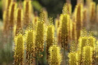Eremurus in a garden. Krasnodar. Russia