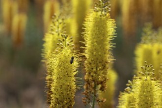 Eremurus in a garden. Krasnodar. Russia
