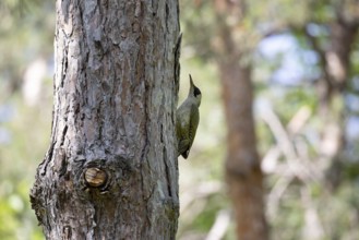Green woodpecker on a tree in a park. Krasnodar. Russia