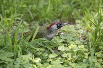 Green woodpecker in a grass. Krasnodar. Russia