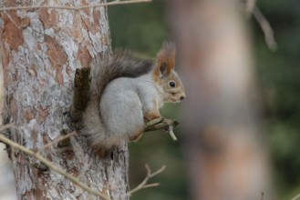 Squirrel in a park. Krasnodar. Russia