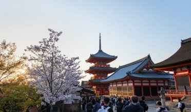 Sanjunoto Pagoda and Kyodo Hall in the evening light, blooming cherry tree, Kiyomizu-dera temple,