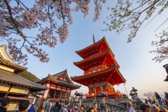 Sanjunoto Pagoda and Kyodo Hall in the evening light, cherry blossom, Kiyomizu-dera Temple, in the