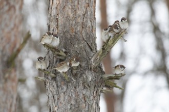Sparrows on a branch in winter park. Krasnodar. Russia