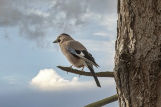 Jay in a park. Krasnodar. Russia
