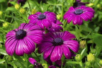 Osteospermum purple in a garden. Krasnodar. Russia