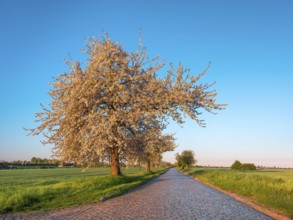 Country road with cobblestones through green fields lined with blooming cherry trees in the morning