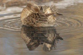Female Duck Eurasian Tealswim (Anas crecca) sits on the water and observes her surroundings. The