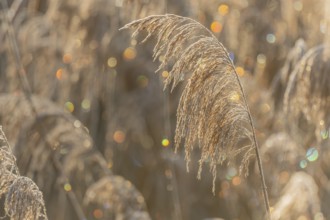 Reed-type plant stands in field. In the morning, the light shimmers on the leaves of the plant.