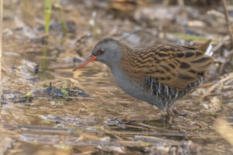 Water Rail (Rallus aquaticus) runs along a branch at the edge of the water in the moor. The sun