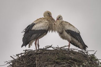 Two white storks (ciconia ciconia) are on a large nest at the top of a tree. They are looking at