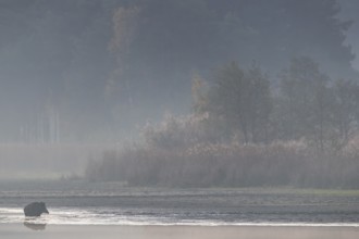 The blue morning light has given way to the orange-yellow colours of the morning sun as the wild
