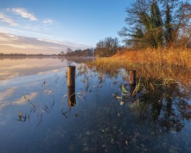 Posts and reeds in Schaalsee in the first morning light, reeds in autumn colors, Schaalsee