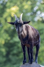 Pygmy goat (Capra aegagrus hircus), shiny black coat, climbing on the trunk of a felled birch tree