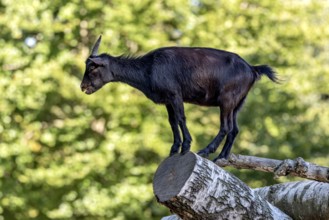 Pygmy goat (Capra aegagrus hircus), shiny black coat, climbing on the trunk of a felled birch tree