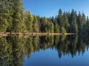 Small lake in the Thuringian Forest under blue sky, spruce forest reflected, Ochsenbacher Teich,