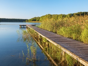 Bathing area with jetty in the reeds in the evening light, Dranser See in the district of