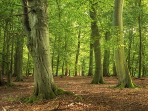 Old sunny beech forest near the Ivenacker Eichen, former Hutewald, Ivenack, Stavenhagen,