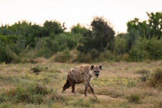 Spotted hyena (Crocuta crocuta), Addo Elephant National Park, Eastern Cape, South Africa