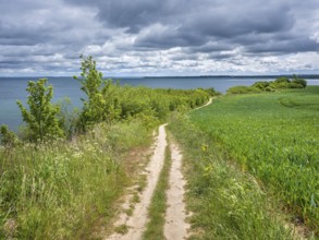 Hiking trail on the high shore of the Baltic Sea on the cliffs of Boltenhagen, Mecklenburg-Western