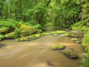 Moss-covered rocks in the Waldnaab river in the Waldnaabtal nature reserve, Falkenberg an der