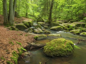 The Höllbach in the Hölle Nature Reserve flows through green forest and large moss-covered rocks,