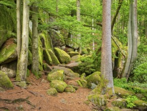 Untouched nature in the Hölle nature reserve, green forest and large moss-covered rocks, near