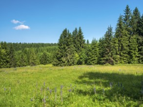 Natural, species-rich mountain meadow near Schmiedefeld in the Thuringian Forest, Gehlberg,