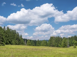 Nature-rich, species-rich mountain meadow on the Rennsteig in the Thuringian Forest, Gehlberg,