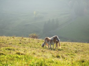 Two Haflinger horses in a meadow near Schauinsland in the morning light, Black Forest,