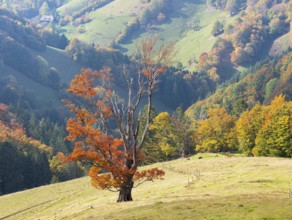 Old solitary willow beech in a meadow in autumn, Black Forest, Baden-Württemberg, Germany