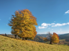 Old solitary willow beech trees in autumn, Black Forest, Baden-Württemberg, Germany