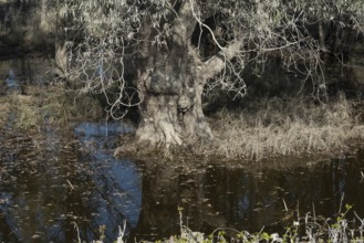 Flood water marked vegetation in the Gornje Podunavlje nature park beside the River Danube, an